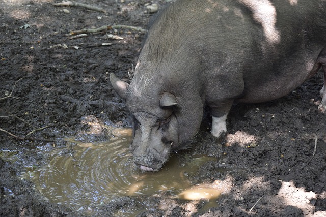 尽管此次亚 尽管此次亚